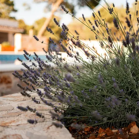 Family Friendly House With A Swimming Pool Basina, Hvar - 23475 Vrbanj